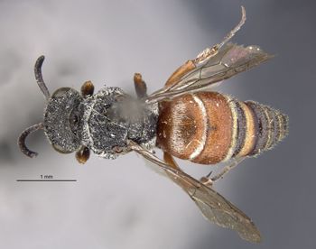 Media type: image;   Entomology 23399 Aspect: habitus dorsal view